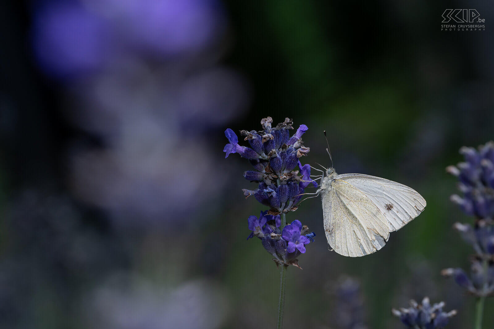 Insects - Small white In our garden, large numbers of butterflies only appeared late in the summer, but luckily, I was able to photograph some caterpillars and butterflies here and there starting in the spring.  Stefan Cruysberghs